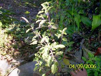 Tulsi amuba - Manipur Medicinal Plants