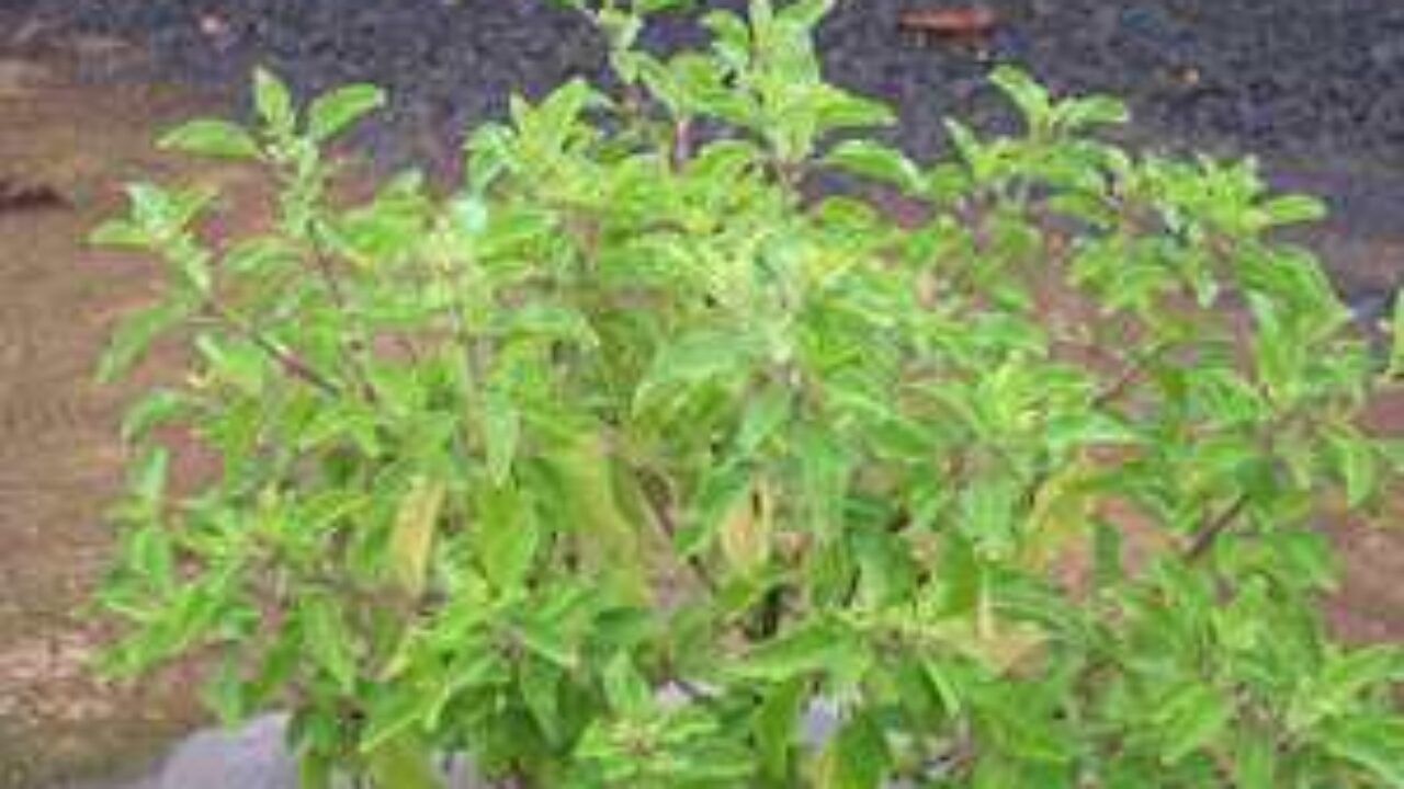 Tulsi Manipur Medicinal Plants