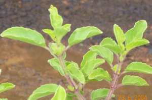 Tulsi - Manipur Medicinal Plants