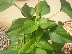 Chengkruk - Manipur Medicinal Plants