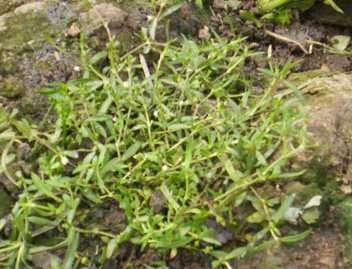 Lin- marei - Manipur Medicinal Plants