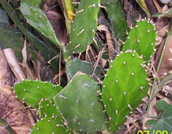 Meipokpi - Manipur Medicinal Plants