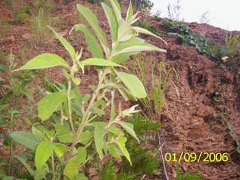 U-khajing - Manipur Medicinal Plants