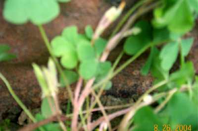 Lam-yensil - Manipur Medicinal Plants