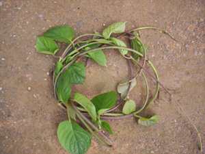 Oi-nam - Manipur Medicinal Plants