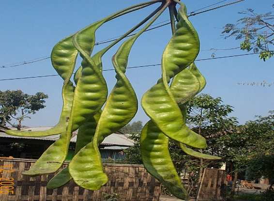 Yongchak - Manipur Medicinal Plants