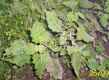 Khamela - Manipur Medicinal Plants