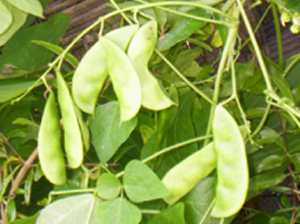 Kalandri - Manipur Medicinal Plants