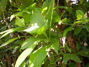 Nongmangkha ashinba - Manipur Medicinal Plants