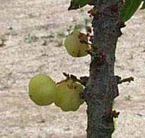 Kihoree - Manipur Medicinal Plants