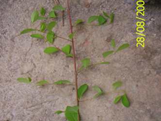 Nongkhrang - Manipur Medicinal Plants