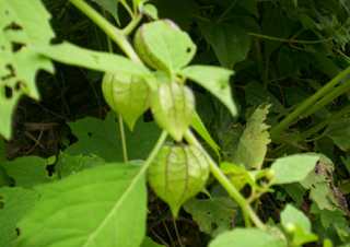 Morok poklaobi / Nura hei - Manipur Medicinal Plants