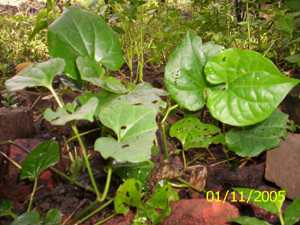 Taboppi - Manipur Medicinal Plants