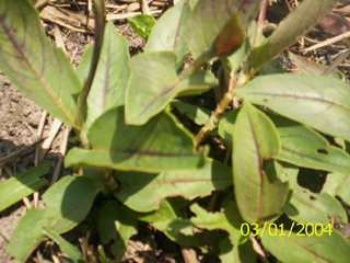 Leibung tharam - Manipur Medicinal Plants