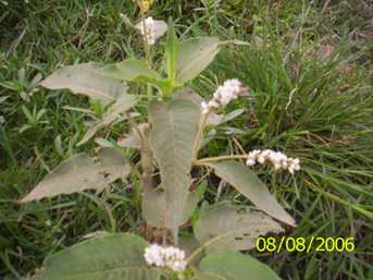 Chaokhong angouba - Manipur Medicinal Plants