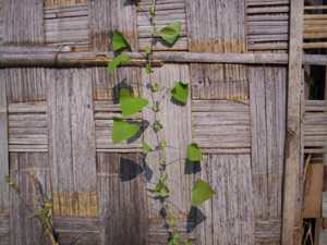 Lilhar - Manipur Medicinal Plants