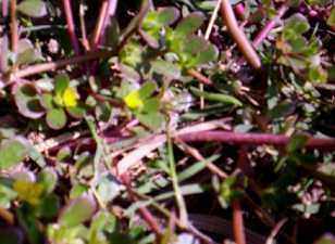 Leibak kundo - Manipur Medicinal Plants