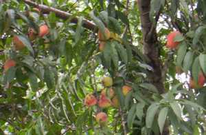 Chumbrei - Manipur Medicinal Plants