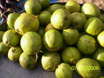 Pungdon - Manipur Medicinal Plants