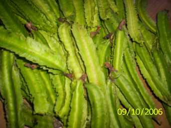 Tengnoumanbi - Manipur Medicinal Plants