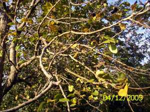 Naspati - Manipur Medicinal Plants