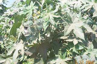 Kege - Manipur Medicinal Plants