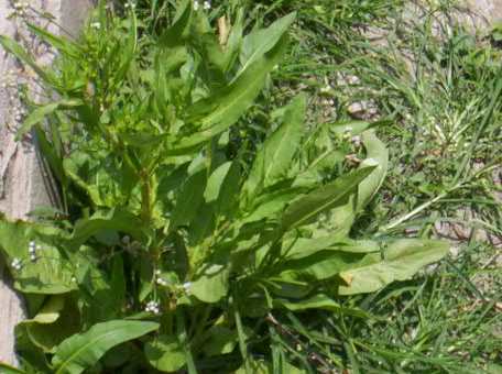 Torongkhongchak - Manipur Medicinal Plants