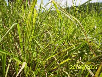 Mom - Manipur Medicinal Plants