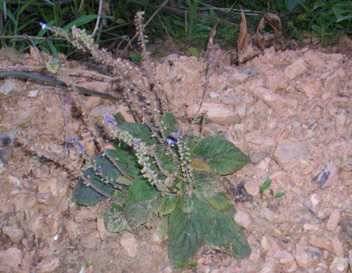 Yenakhat - Manipur Medicinal Plants