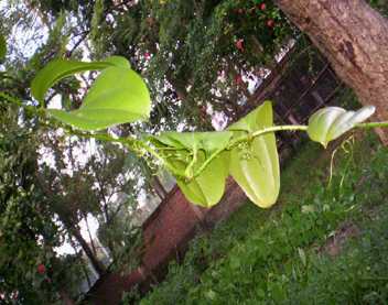 Kwa-manbi - Manipur Medicinal Plants