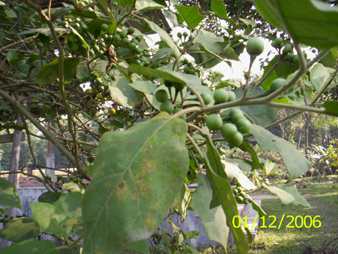 Lam khamen - Manipur Medicinal Plants