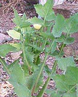 Khomthokpi - Manipur Medicinal Plants