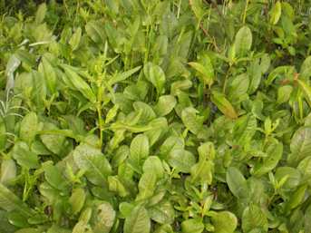 Palangsak - Manipur Medicinal Plants