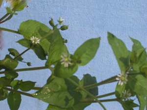 Yerum keirum - Manipur Medicinal Plants