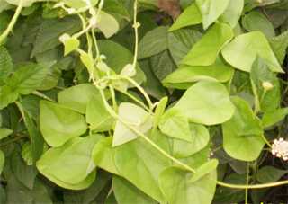 Ayang lei - Manipur Medicinal Plants