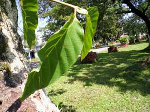 Kadam - Manipur Medicinal Plants