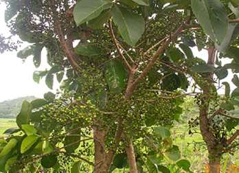 Heinouman - Manipur Medicinal Plants