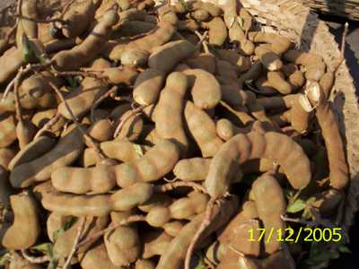 Mange - Manipur Medicinal Plants