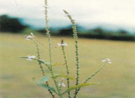 Tharoi phijup - Manipur Medicinal Plants