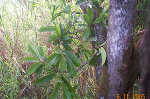 Heiyen - Manipur Medicinal Plants