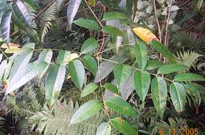 Ngang - Manipur Medicinal Plants