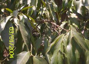 Heirang goi/Heirang khoi - Manipur Medicinal Plants