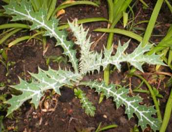 Yenkhumit - Manipur Medicinal Plants