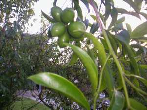 Chinichampa - Manipur Medicinal Plants